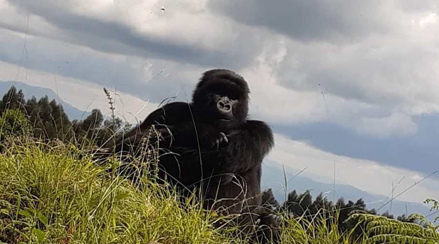 A gorilla sun bathing.