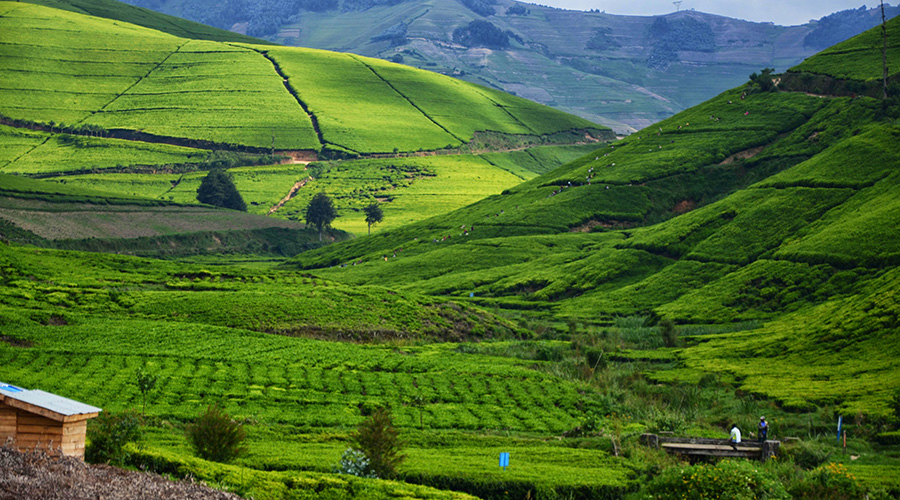 Rubaya Tea plantation in Ngororero District. 