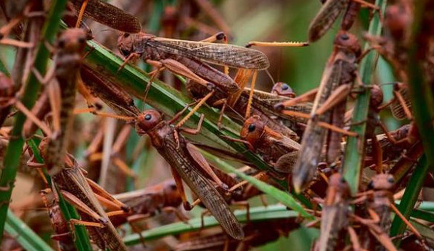 Locusts have infested countries in the East Africa region, including Kenya, Ethiopia and Somalia in the East African region with the possibility of spreading further. 
