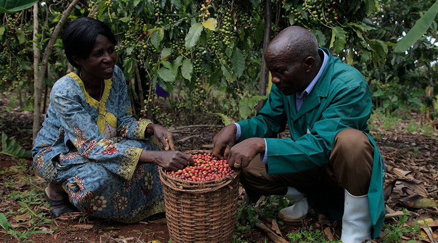 Farmers during coffee harvesting in Rwamagana District. The Government has moved to fully subsidise fertilisers amid falling coffee prices.