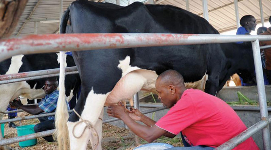 A man milks a cow during a past agric exhibition at Mulindi agriculture showgrounds in Gasabo District. 