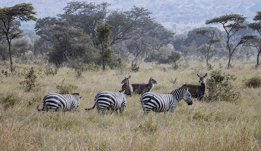Zebras in Akagera National Park. 