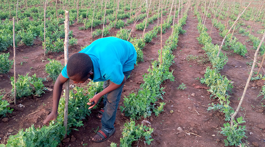 Dusengimana in his two-hectare edible pod peas plantation. He said he expects to harvest at least 10 tonnes per hectare. 