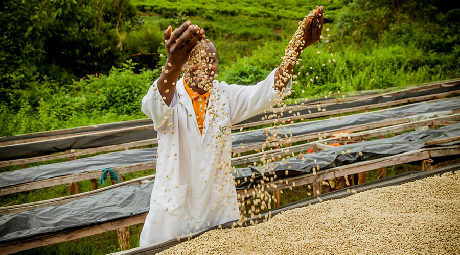 A coffee farmer sorts washed coffee beans on a drying table. (Photo credit: Rwacof, Nyakarenzo Washing Station, Rusizi District)