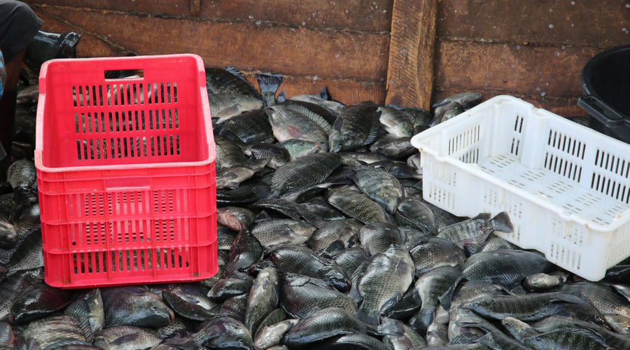 Tilapia fish captured in Rwanda. The govt has vowed to put an end to illegal fishing. 