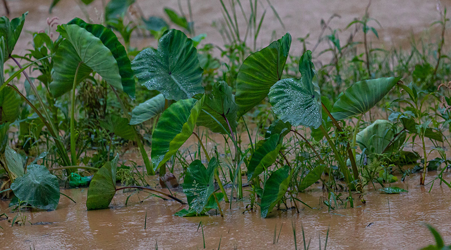 A heavy rains at Kinamba-Gakiriro-Kagugu road in Gasabo district in KigaliÂ damaged the crops on January 28, 2020. / All photos by Emmanuel Kwizera.