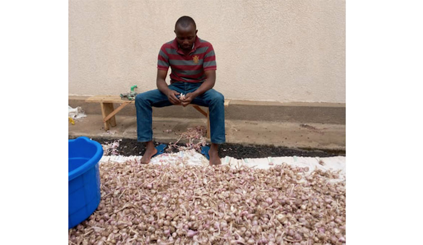 After harvesting,the garlic is prepared and processed into a drink