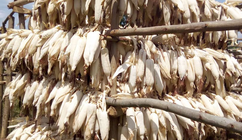 Maize hang on a drying site structure after harvest. The new farm gate price came after maize had soared to Rwf600 a kilogramme in Kigali in December 2019, from Rwf350 in previous years. / Photo: Courtesy.