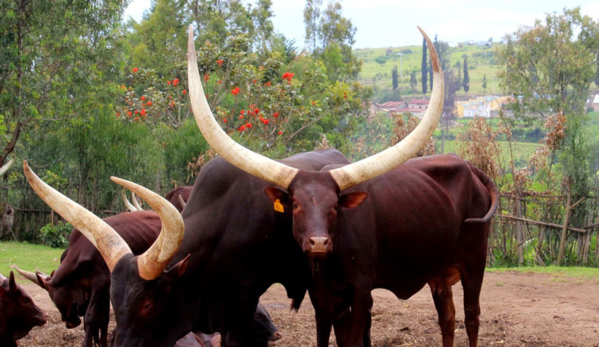 The project will help support the emergence of new industries, and help livestock farmers understand the value of the cow beyond the meat and milk. 