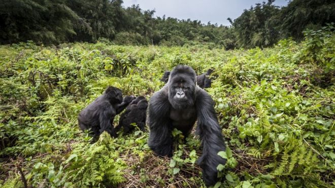 There are just over 1,000 mountain gorillas in existence. 