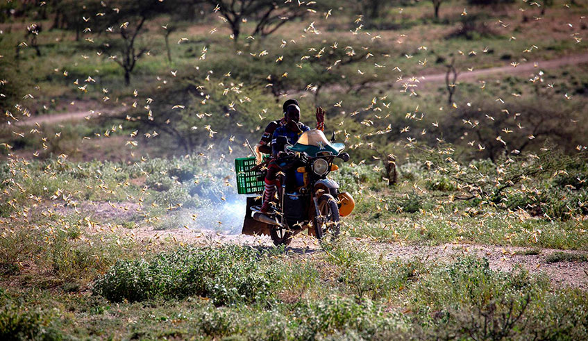 Swarms of millions of locusts have recently invaded East Africa./ Net Photo