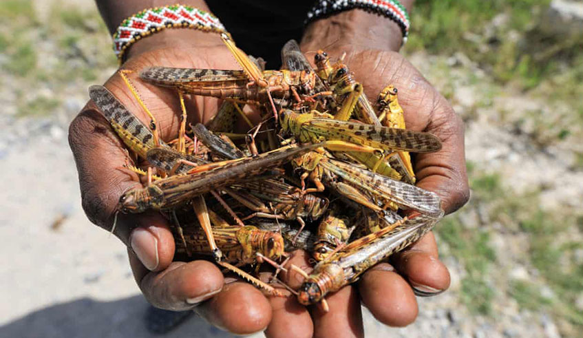 A local tour guide holds a handful of dead desert locusts after an invasion in Shaba national reserve in Isiolo, northern Kenya. / Net Photo