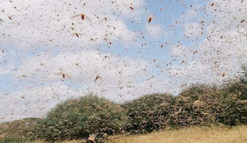 A swarm of locusts destroys vegetation in Garbatulla, Isiolo County. The insects entered Uganda through Turkana and Samburu areas. / Net Photo
