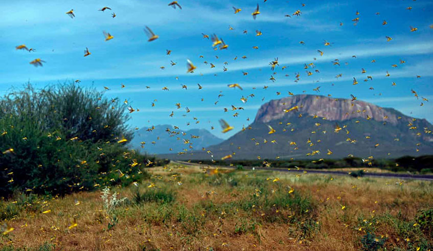 Locusts swarm in Samburu county, north of the Kenyan capital. / Net Photo