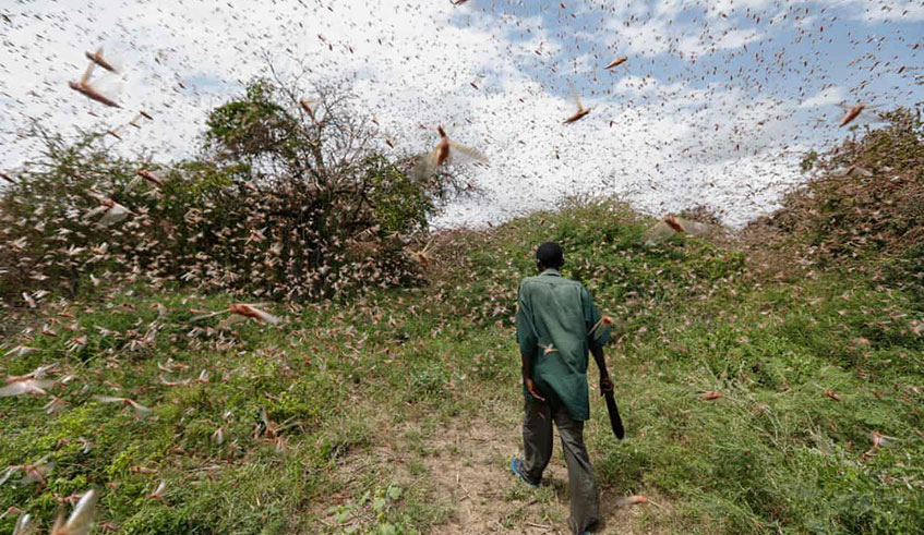 man walks through a swarm of desert locusts near Kitui county, east of Nairobi, Kenya. / Net Photo