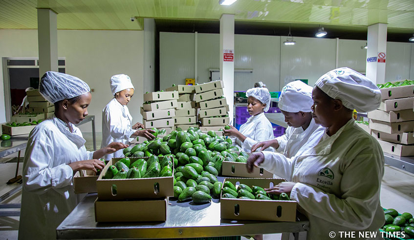 Women package avocado for export in the NAEB warehouse in Kigali. / Emmanuel Kwizera.