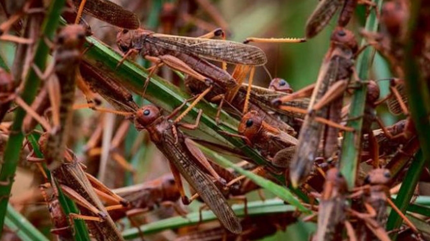 Desert locusts infested East African countries. File
