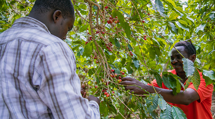 Coffee farmers picking red coffee beans in Nyamasheke District. Kigali will host the third World Coffee Producers Forum next year. 