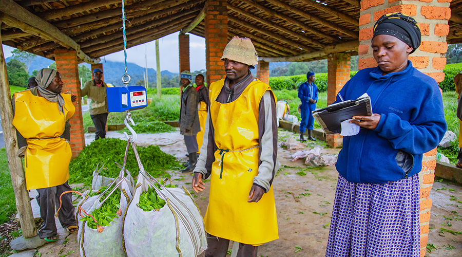 Farmers of Mwaga Gisakura cooperative union in Nyamasheke district weighing tea leaves. Rwanda launched the National Agriculture Insurance Scheme in April 2019. 