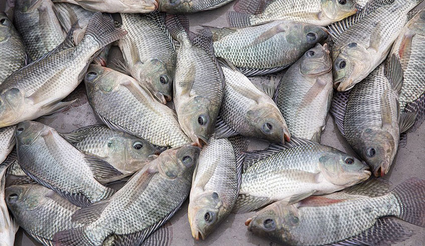 Tilapia fishes. Courtesy