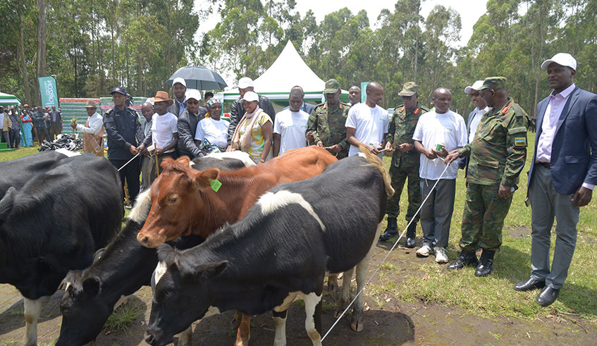 Officials give cows to model pyrethrum farmers in Kinigi, Musanze District./  Photos by Ru00e9gis Umurengezi.