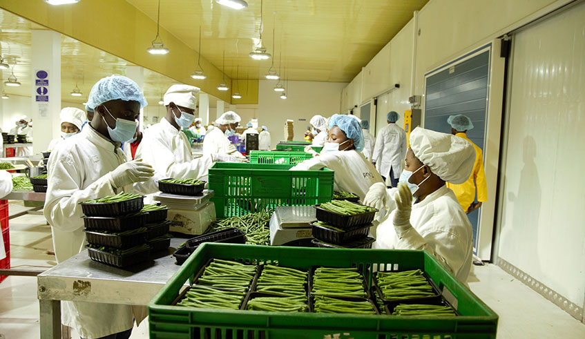 Workers engage in sorting, grading and packing French beans at the horticulture packing house at National Agricultural Export Development Board. / Photo: Courtesy.