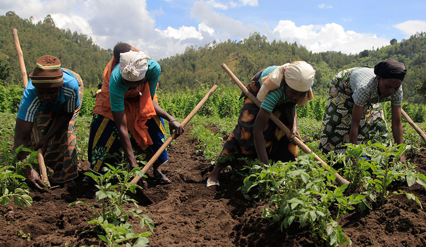 Horticulture farmers toiling to boost their incomes. /  Sam Ngendahimana.