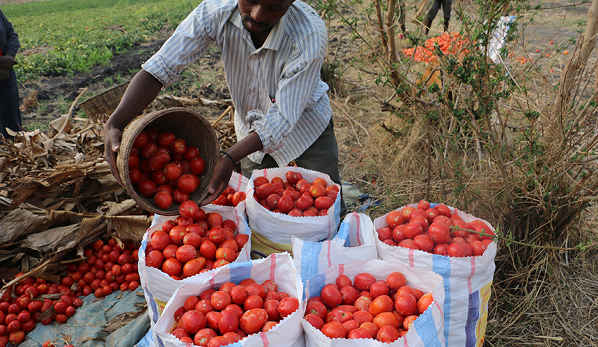 A farmer packs tomatoes in sacks after a harvest. / Photo: File.