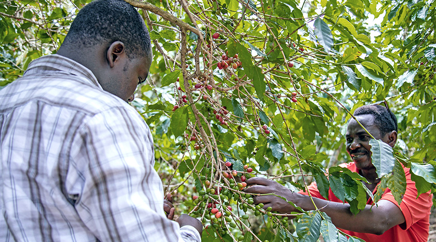 Coffee farmers pick ripe beans in Nyamasheke District last year. 