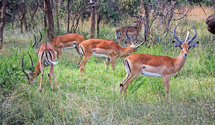 Impalas inside Akagera National Park. / Sam Ngendahimana.