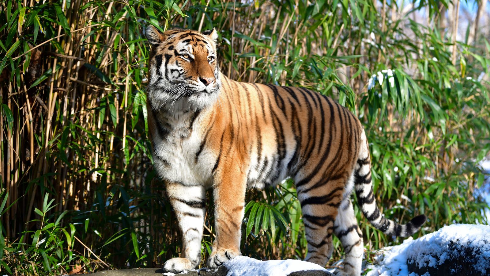 A tiger in a New York zoo has tested positive for coronavirus.