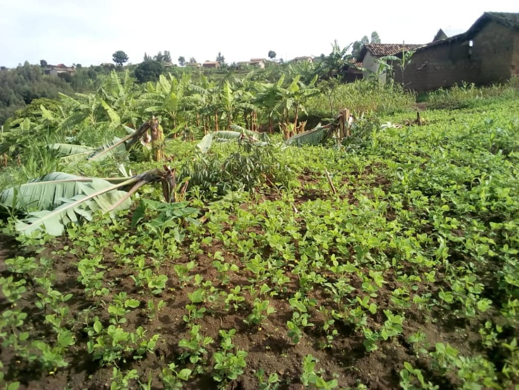 Five suspects who destroyed a Genocide survivoru2019s banana, cassava, beans and soya plantations had been arrested in Nyagasozi village, Buhoro cell in Ruhango sector. / Courtesy