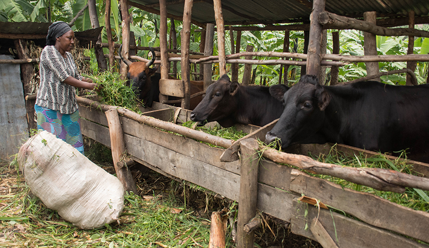 Mukarubayiza used a Rwf150,000 loan to invest in crop and animal farming. Her cow has delivered eight times. / Photos by Michel Nkurunziza 