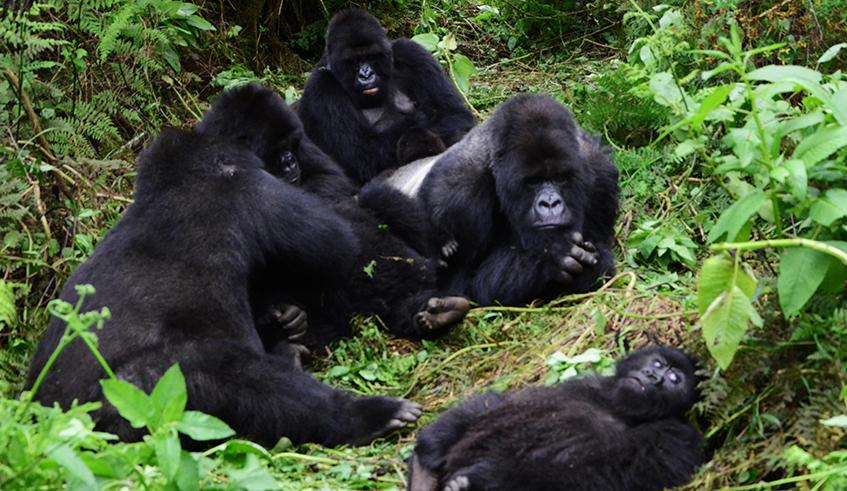 Rwanda mountain gorillas in Volcanoes National Park. / Sam Ngendahimana.