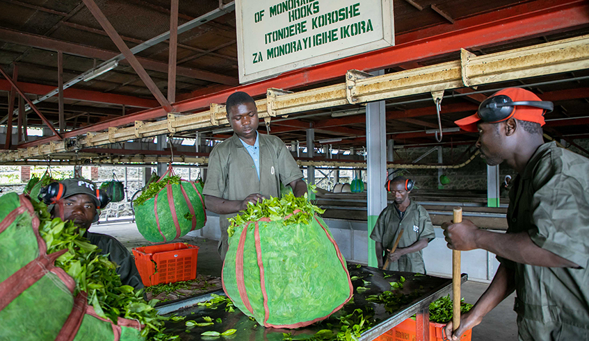 Workers inside Pfunda Tea Company .Rwanda exported more than 9,317,000 kilogrammes (9,317 tonnes) of processed tea worth over $27.6 million . 