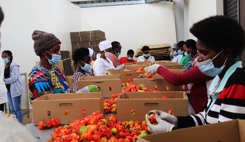 Workers pack chili peppers at Dubai Ports World Kigali facility in Masaka, Gasabo District. Chili is among Rwandan products being exported to China under the electronic World Trade Platform. / Photo: Courtesy.