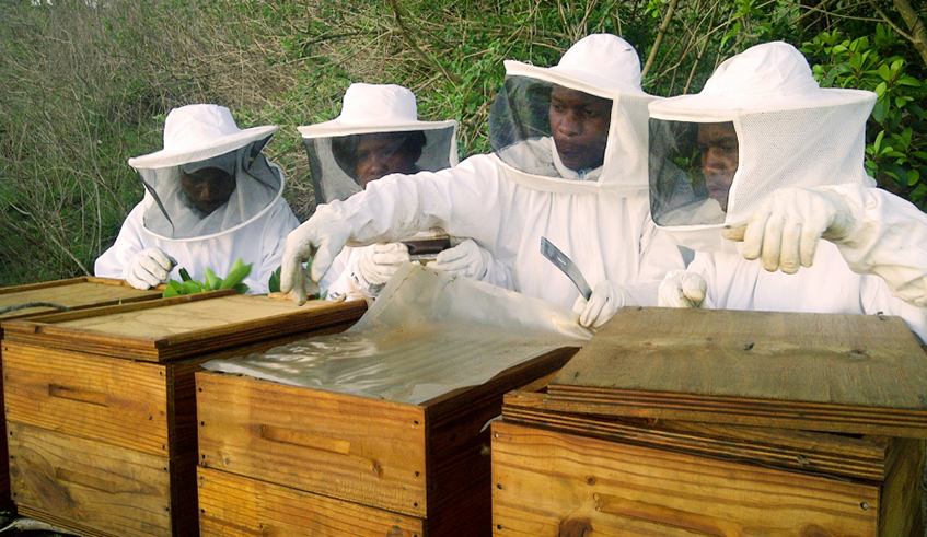 Lack of knowledge and adequate information on beekeeping, use of traditional beehives and pesticide are still the major challenges causing low honey production in Rwanda. / File