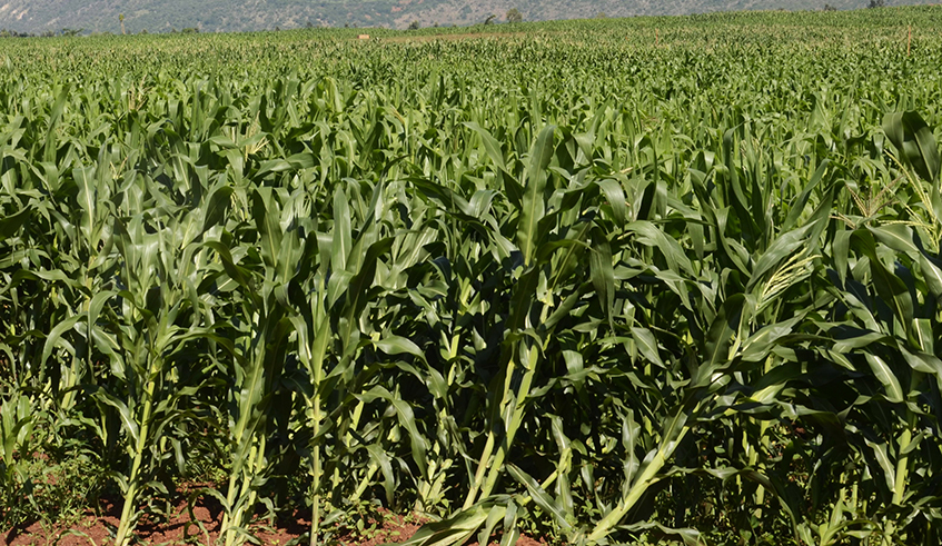 Maize and groundnuts are among crops affected by lack of irrigation. The irrigation dam in Mayange Sector of Bugesera District will store 500 cubic metres to irrigate vegetables. / Sam Ngendahimana.