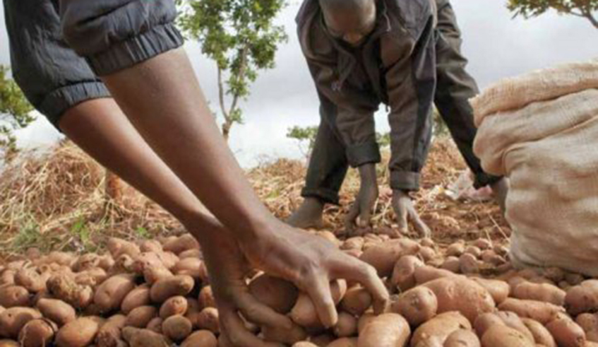 Farmers select irish potato seeds. / Photo: Net.