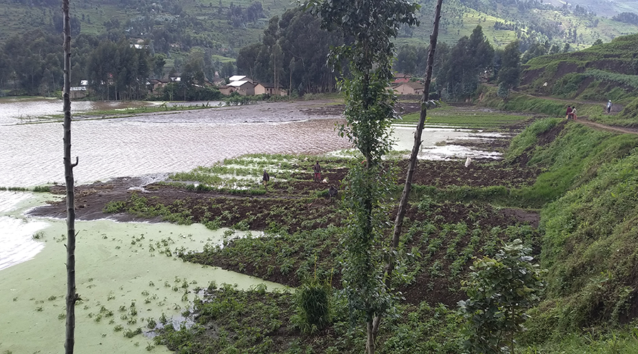A number of crops that were about to harvested perished through landslides and floods that invaded most parts of Nyabihu District early last month. 