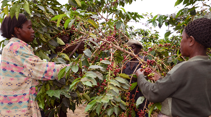 Members of Twisungane coffee farmers cooperative in Gakenke District. / Sam Ngendahimana