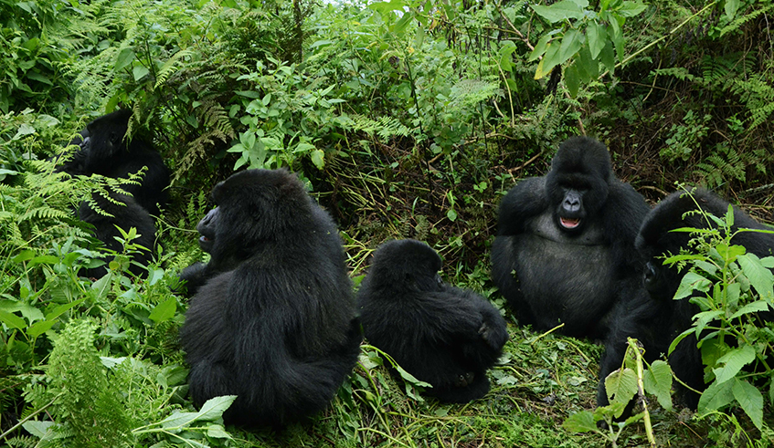 Mountain gorillas from Susa Group in Karisimbi thicket of Volcanoes National Park. Rwanda has reopened tourism activities after months of inactivity due to the Coronavirus outbreak. To incentivize the industry, Rwanda Development Board has offered promotional packages for gorilla trekking whereby Rwandans will pay USD200 while foreigners resident in Rwanda will pay USD500, down from USD1500. / Photo: Sam Ngendahimana. 