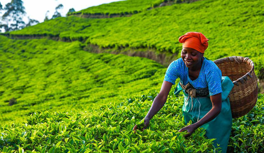 A woman picks tea in a plantation in Rutsiro District. Agriculture and livelihoods sector receives $5 million. / File.