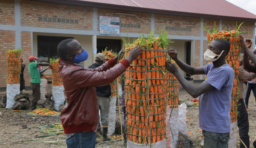 The cooperative grows and supply carrots to Kigali city and store the rest in cooling facility. / Courtesy.