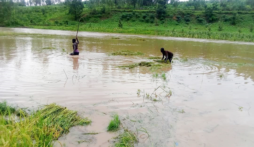 Farmers try to rescue some of their rice produce perished in Rwangingo marshland in Nyagatare District.Heavy rains caused an overflow of Rwangingo Valley Dam. / Courtesy.
