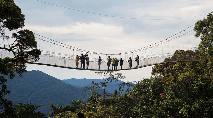 Visitors on the canopy walkway that slides over the forest up to 60 meters high inside Nyungwe Forest National Park. 