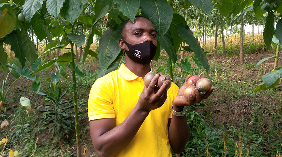 Hildebrand Ikirumugabo with tamarillos in his hands. He said he found a niche in the fruit farming.