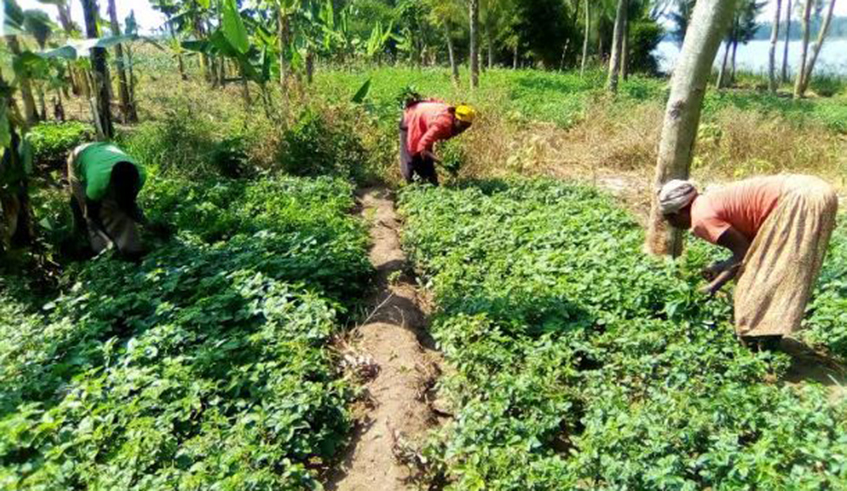 Women harvest and supply vegetables to Nyamata  market. / Michel Nkurunziza.