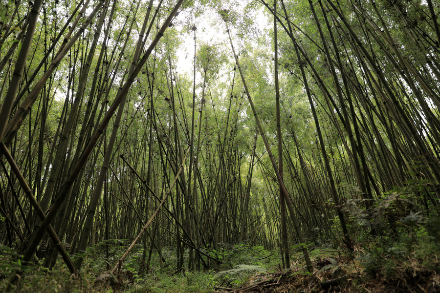 One passes through the thick bamboo to get to the final destination.