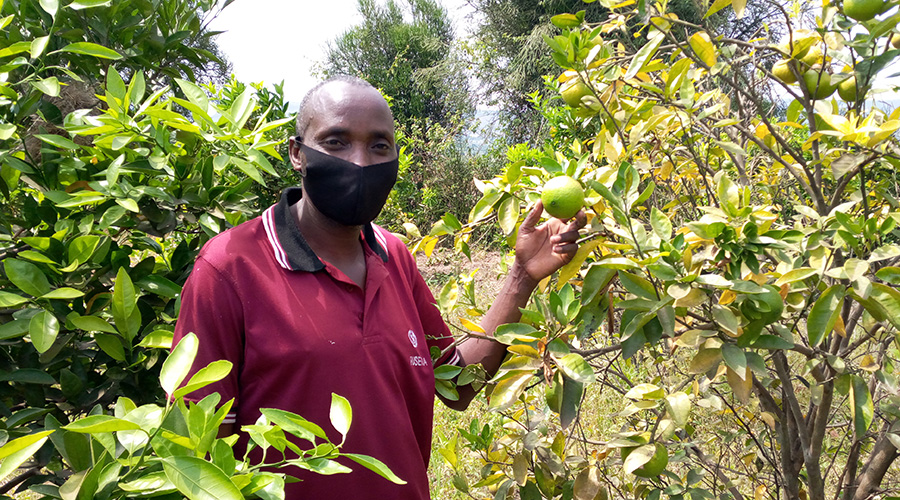 Anastase Munyaneza stands in his mango and orange orchard in Rusera Village, Gihinga Cell in Rwinkwavu. / Courtesy